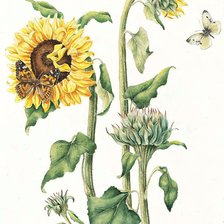 Схема вышивки «№2215516»