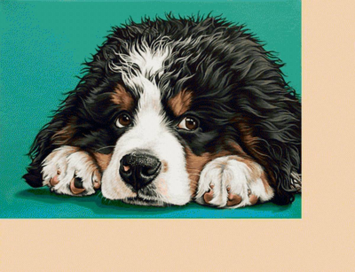 №2215671 - животные, собаки - предпросмотр