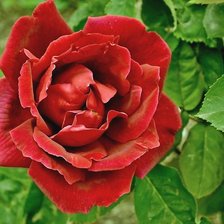 Схема вышивки «Роза»