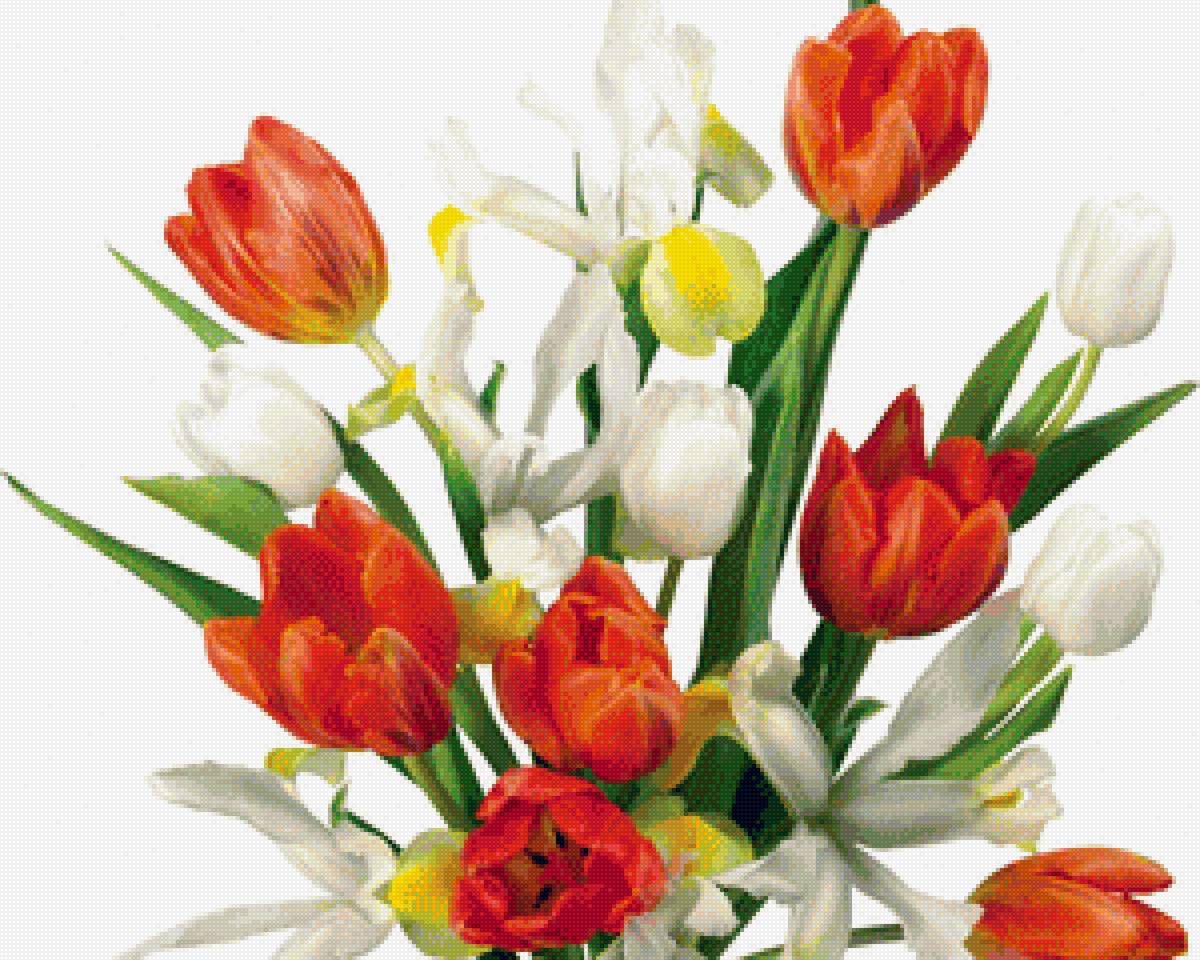 тюльпаны - цветы, тюльпаны - предпросмотр