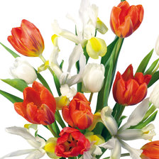 Схема вышивки «тюльпаны»