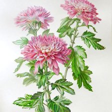 Схема вышивки «хризантема»