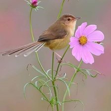 Схема вышивки «№2216771»