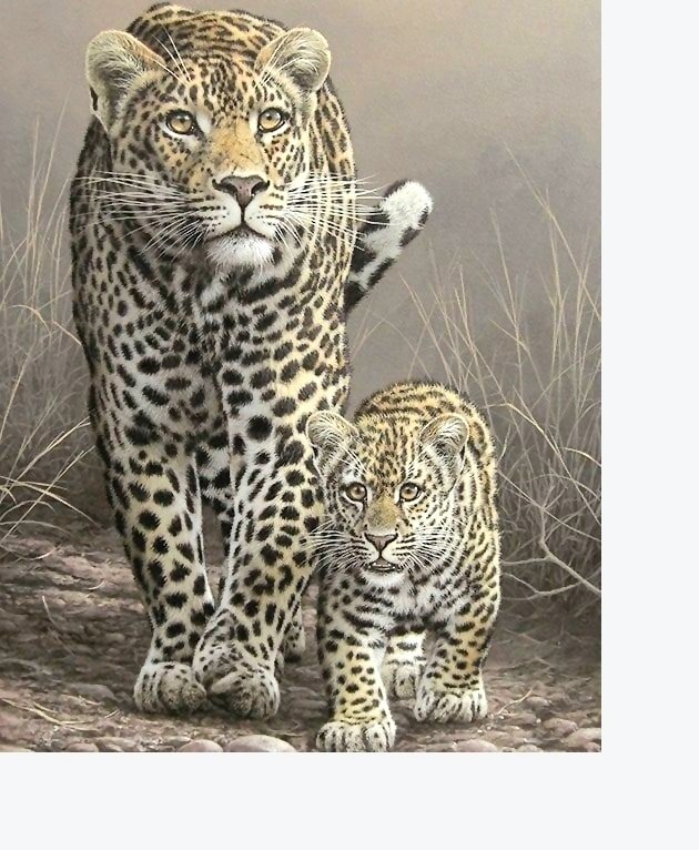 №2216968 - животные, хищники - оригинал