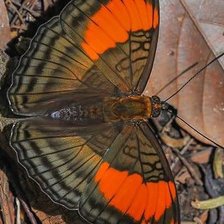 Схема вышивки «Borboleta.»