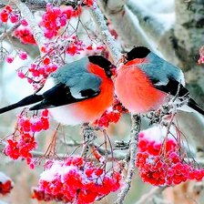 Схема вышивки «Снегири»