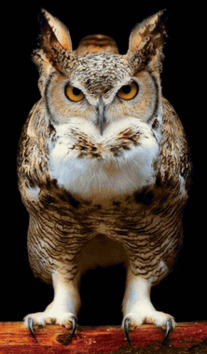 Coruja. - pássaro - предпросмотр