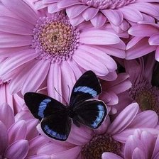 Схема вышивки «Flores,lilas.»