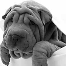 Схема вышивки «Милый друг»