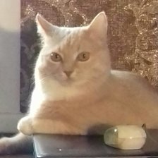 Схема вышивки «рыжик»