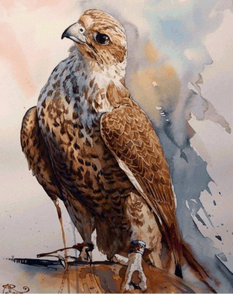 Gavião . - aves., pássaro - предпросмотр