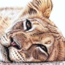 Схема вышивки «дикие»