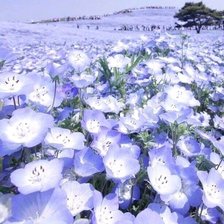 Схема вышивки «цветы»