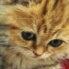 Схема вышивки «Котенок»