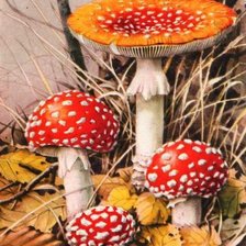 Схема вышивки «Мухоморы»