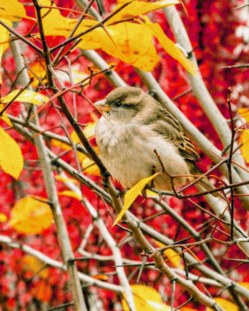Воробей - воробей, птицы, деревья, осень, природа - предпросмотр