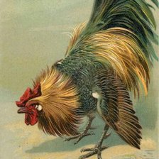 Схема вышивки «Galo.»