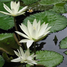 Схема вышивки «лилии в пруду»