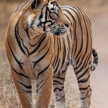 Схема вышивки «Tigre.»