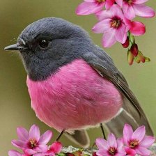 Схема вышивки «Птичка»