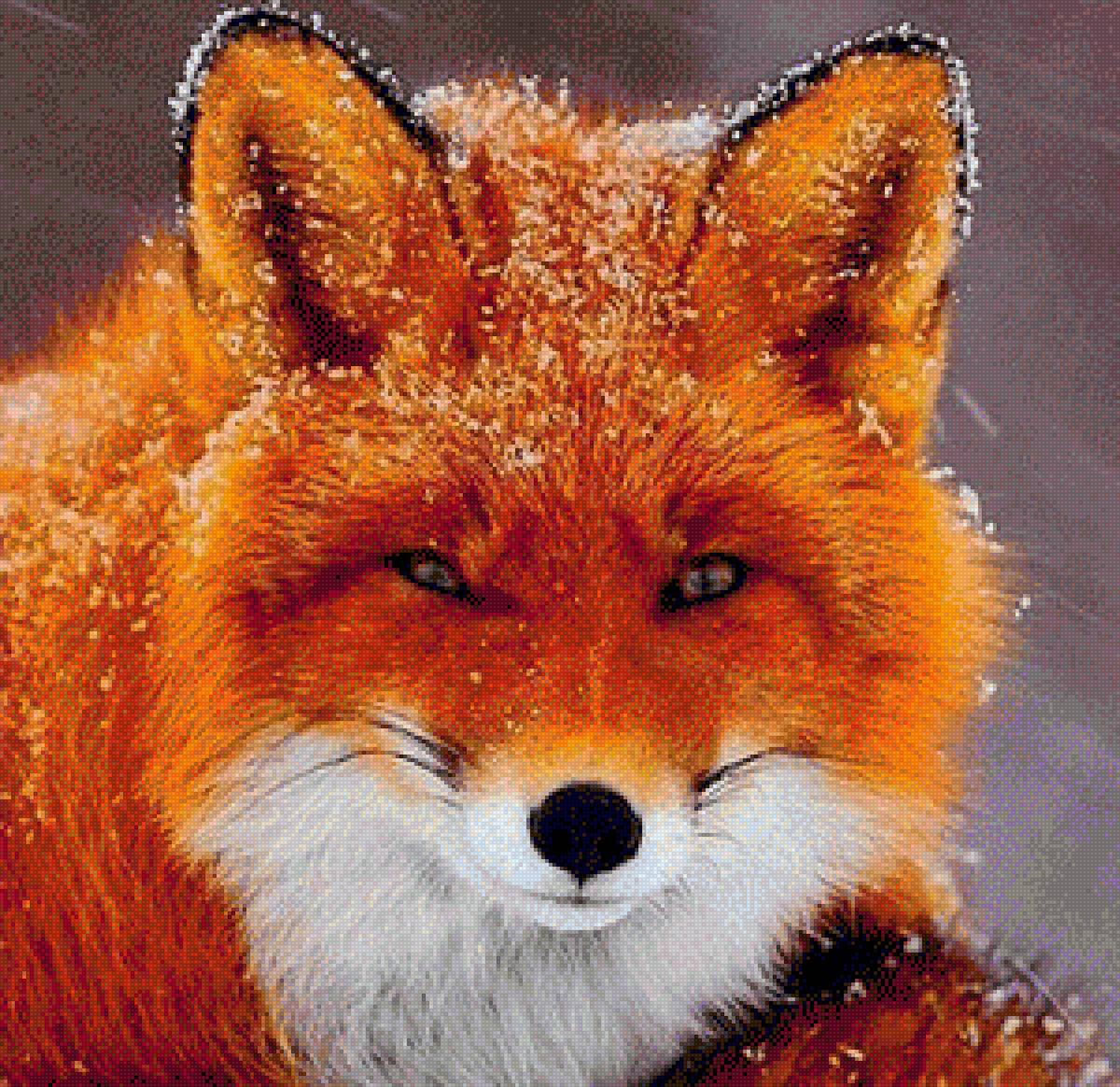 Лиса - зима, животные, лиса - предпросмотр