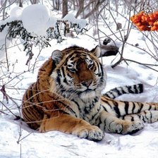 Схема вышивки «тигр»