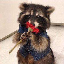 Схема вышивки «Енот»