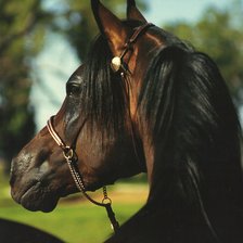 Схема вышивки «Черногривый»