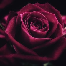 Схема вышивки «красная роза2»