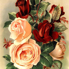 Схема вышивки «Розы»