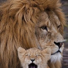 Схема вышивки «Лев с малышом»