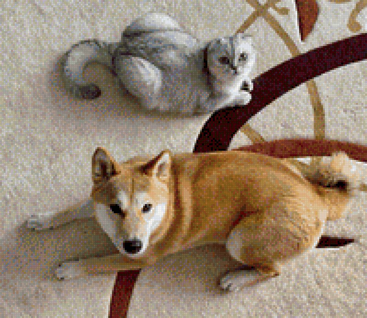 Глория и Мэри - кошка, собака, кот, сиба-ину - предпросмотр