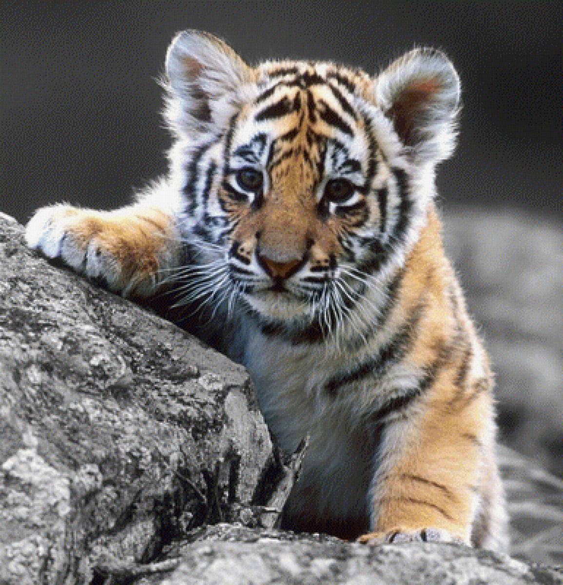 Тигрёнок - предпросмотр