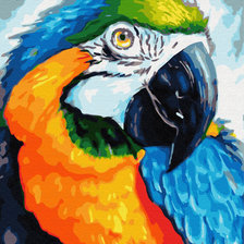 попугай ара