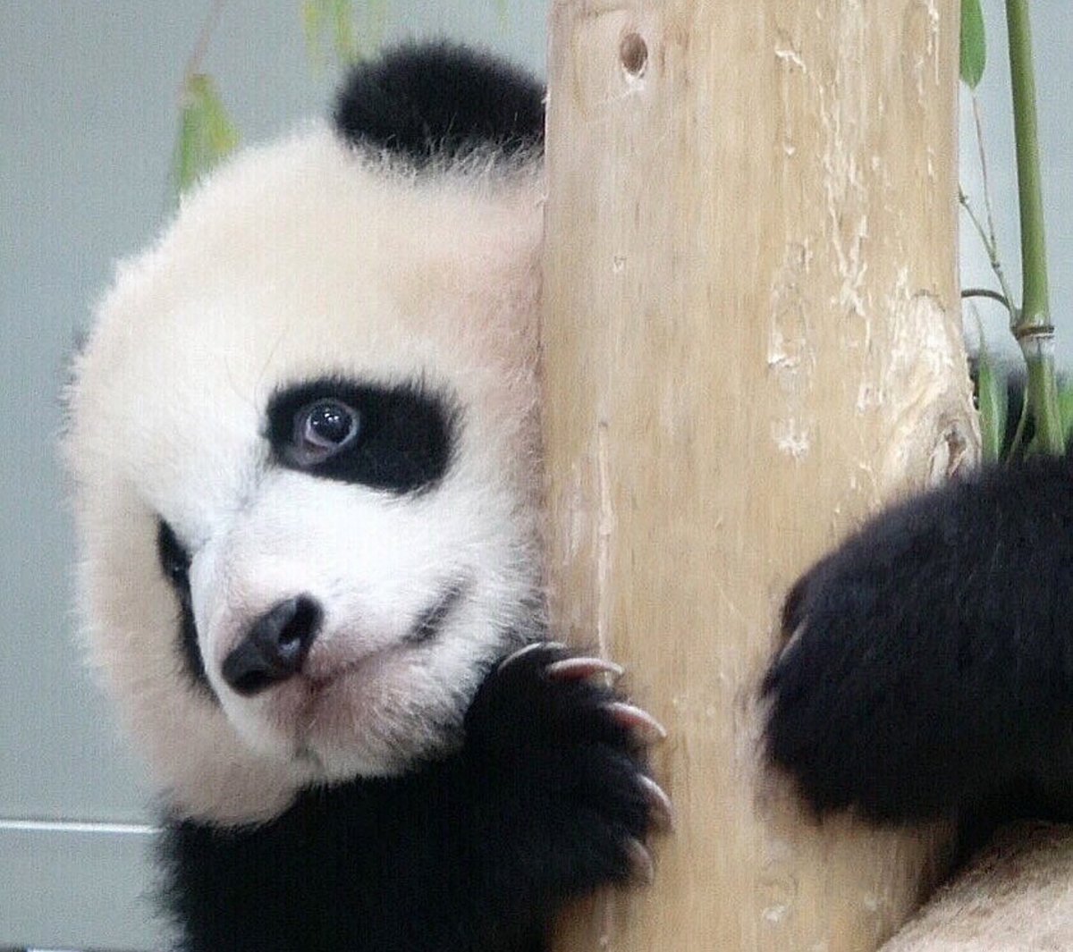 Панда - оригинал