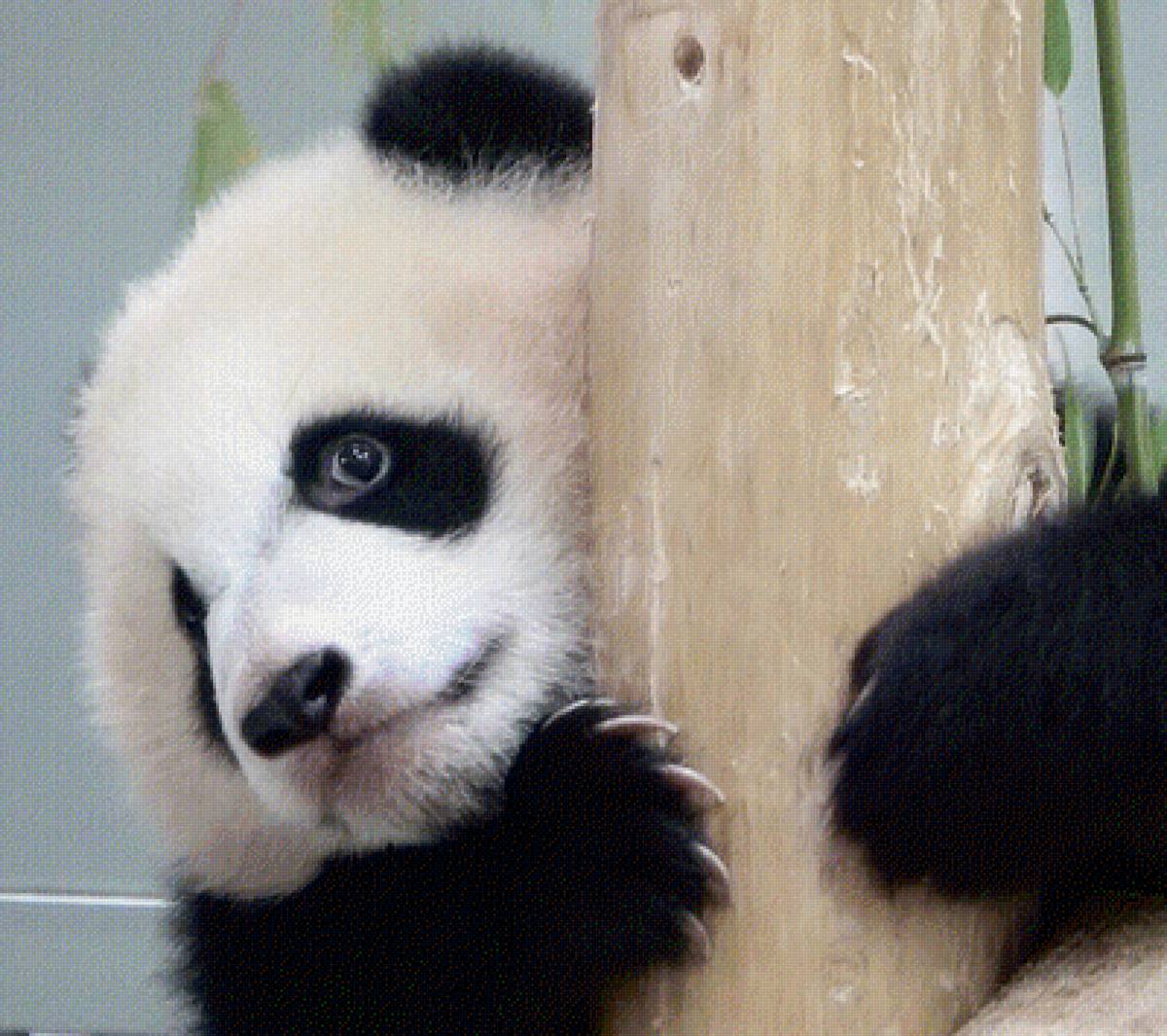 Панда - предпросмотр