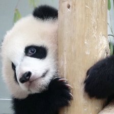 Схема вышивки «Панда»