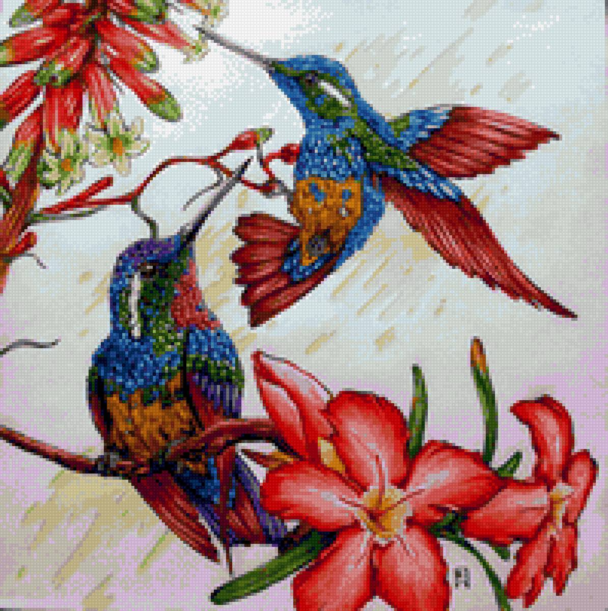 Колибри - предпросмотр