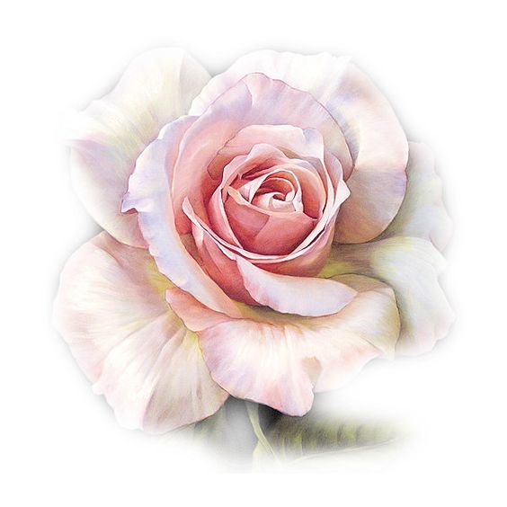 цветы - оригинал