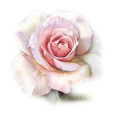 Схема вышивки «цветы»