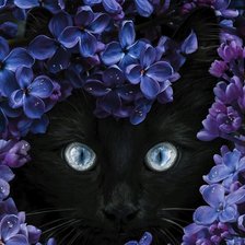 Схема вышивки «Кот в сирени»