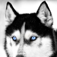 Схема вышивки «Хаски»