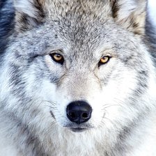 Схема вышивки «Волк»