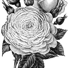 Схема вышивки «Роза»