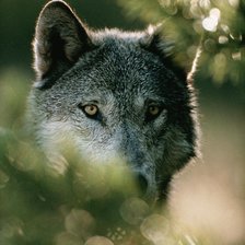 Схема вышивки «Волк»