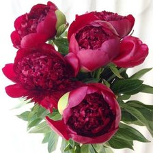 Схема вышивки «Пионы»