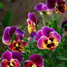 Схема вышивки «Анютины глазки»