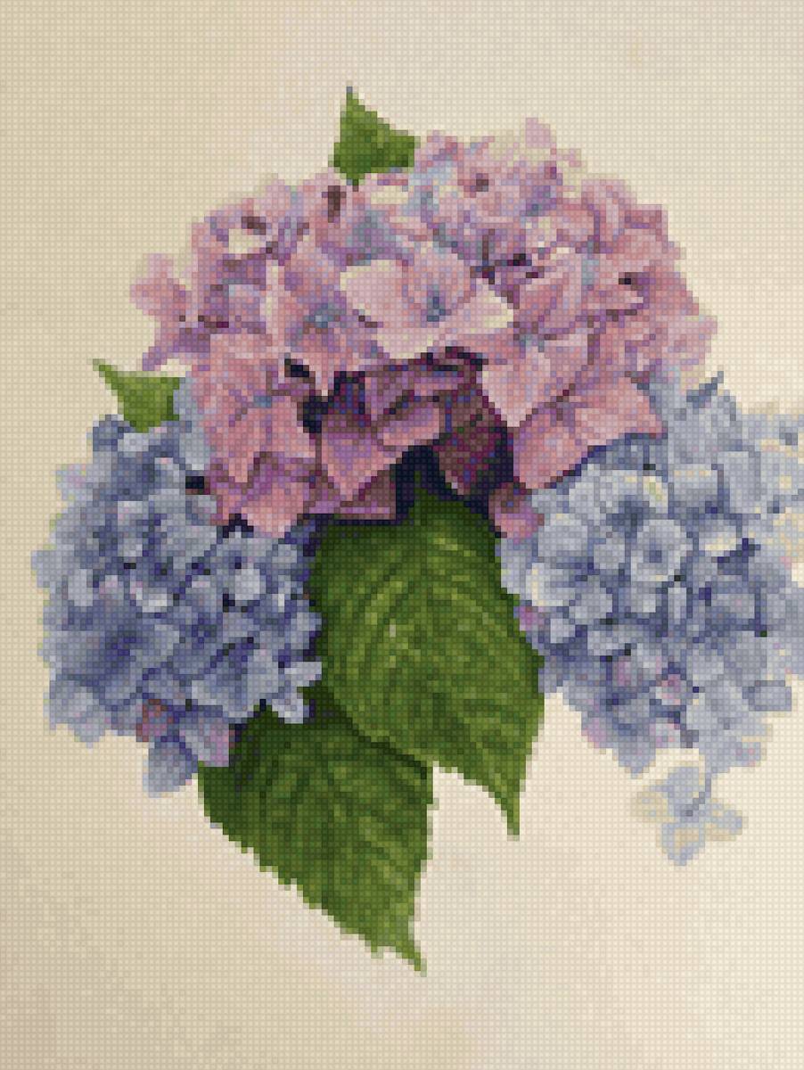 Гортензия - цветы, гортензия - предпросмотр