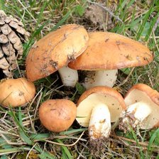 Схема вышивки «Грибы»