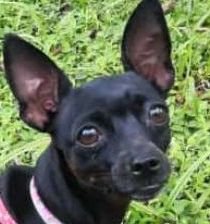 Схема вышивки «perrita»